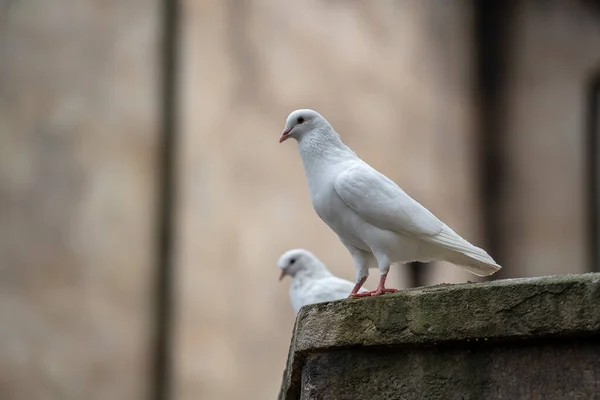 Dwie Białe Gołębie Siedzą Starym Dachu Górskiej Wiosce Niedaleko Miasta — Zdjęcie stockowe