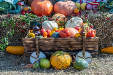 Sonbahar sebzelerini hasat et, kapat. Balkabağı, domates, kavun, biber, patlıcan ve diğer sonbahar sebzeleri. Organik gıda geçmişi. Sonbahar yemekleri konsepti. Sağlıklı organik sebzeler