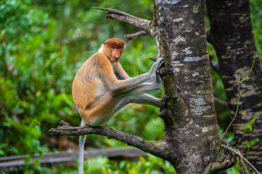 Malezya 'nın Borneo adasının yağmur ormanlarındaki vahşi Proboscis maymunu ya da Nasalis larvası ailesi, yaklaşın. Büyük burunlu harika bir maymun..