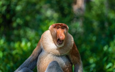 Family of wild Proboscis monkey or Nasalis larvatus, in the rainforest of island Borneo, Malaysia, close up. Amazing monkey with a big nose. clipart