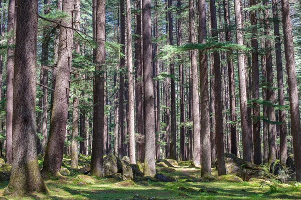 印度喜马偕尔邦马那利的松树林 美丽的Deodar森林 — 图库照片