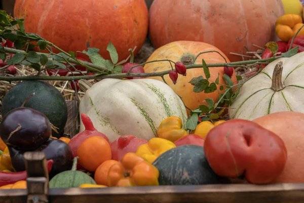 Herbstgemüse Ernten Hautnah Kürbisse Tomaten Melonen Paprika Auberginen Und Andere — Stockfoto