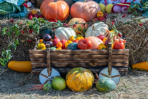 Raccogli Verdure Autunnali Vicino Zucche Pomodori Meloni Peperoni Melanzane Altri — Foto Stock