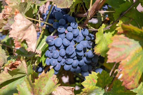 Branch Ripe Grape Garden Red Sweet Berries Growing Grape Bush — Stock Photo, Image