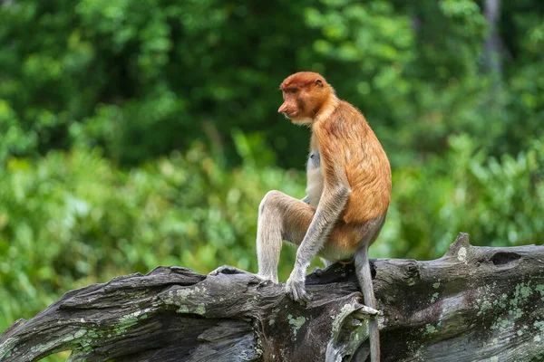 Familia Monos Probóscis Silvestres Larvas Nasalis Selva Tropical Isla Borneo — Foto de Stock