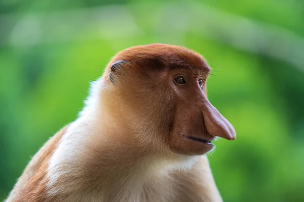 Rodina Divokých Opic Rodu Proboscis Nebo Nasalis Larvatus Deštném Pralese — Stock fotografie