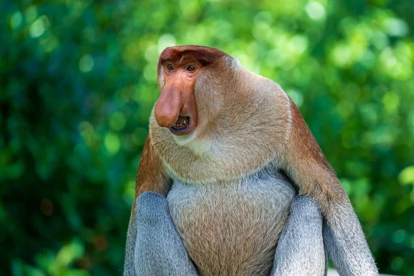 Familie Van Wilde Proboscis Aap Nasalis Larvatus Het Regenwoud Van — Stockfoto