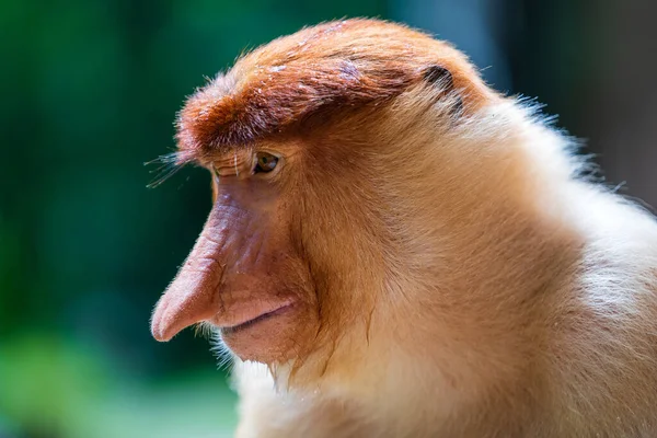 Rodina Divokých Opic Rodu Proboscis Nebo Nasalis Larvatus Deštném Pralese — Stock fotografie