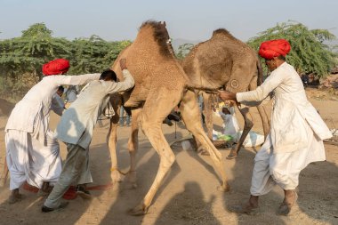PUSHKAR, INDIA - 14 Kasım 2018: Hindistan 'ın kutsal şehri Pushkar, Rajasthan yakınlarındaki Pushkar Camel Mela sırasında Thar çölünde Hintli erkek ve sürü develeri. Bu fuar dünyanın en büyük deve ticaret fuarı.