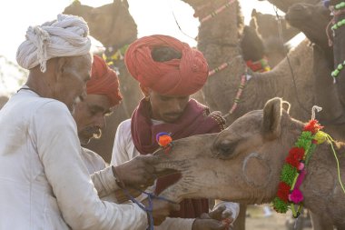 PUSHKAR, INDIA - 14 Kasım 2018: Hindistan 'ın kutsal şehri Pushkar, Rajasthan yakınlarındaki Pushkar Camel Mela sırasında Thar çölünde Hintli erkek ve sürü develeri. Bu fuar dünyanın en büyük deve ticaret fuarı.