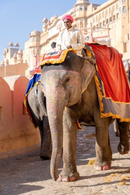 JAIPUR, INDIA - 26 Kasım 2018: Madalyalı filler eski Hindistan 'ın Rajasthan kentindeki Jaipur kentindeki Amber Kalesi' nde turistlere biniyorlar