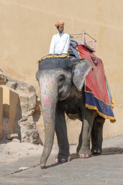 JAIPUR, INDIA - 26 Kasım 2018: Madalyalı filler eski Hindistan 'ın Rajasthan kentindeki Jaipur kentindeki Amber Kalesi' nde turistlere biniyorlar