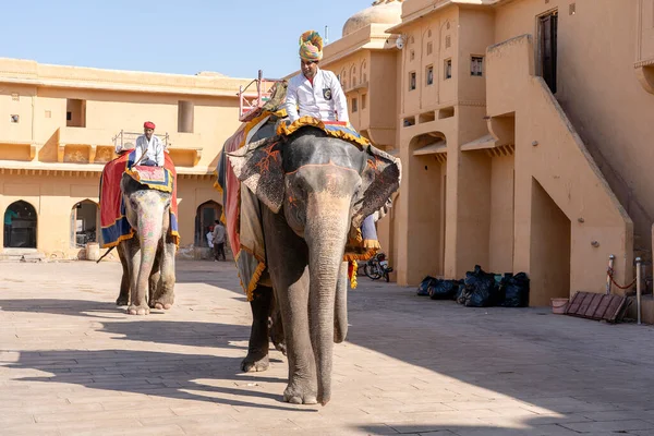 Jaipur India Novembre 2018 Gli Elefanti Decorati Cavalcano Turisti Sulla — Foto Stock