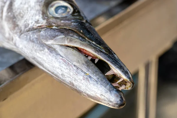 Fechar Dentes Barracuda Mar Peixe Fresco Barracuda Mercado Comida Rua — Fotografia de Stock