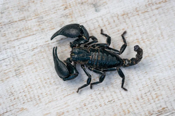 Scorpione Nero Asiatico Sfondo Bianco Legno Ubud Isola Bali Indonesia — Foto Stock