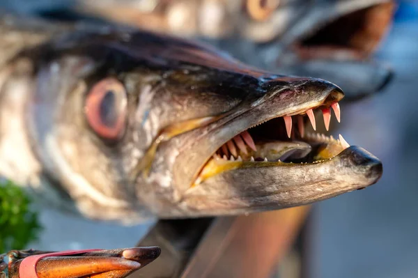 Avvicinati Denti Barracuda Barracuda Pesce Fresco Mare Mercato Alimentare Strada — Foto Stock