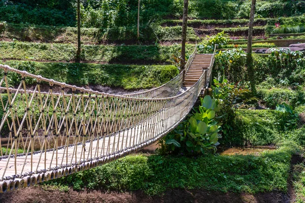 インドネシアのバリ島の棚田の近くのジャングルの吊り橋 自然と旅のコンセプト — ストック写真