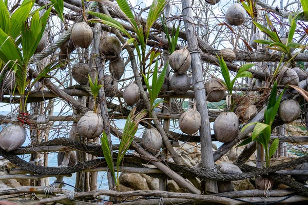 Uma Parede Cocos Velhos Uma Praia Tropical Ilha Paradisíaca Koh — Fotografia de Stock