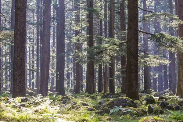 Tallskog Manali Delstaten Himachal Pradesh Indien Vacker Deodar Skog — Stockfoto