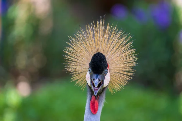 Portrait Grue Couronne Grise Balearica Regulorum Avec Ses Plumes Dorées — Photo