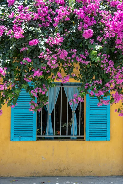 Güzel pembe çiçekler ve Hoi caddesindeki sarı eski bir duvarda mavi panjurlu bir pencere eski bir kasaba, Vietnam, kapatın