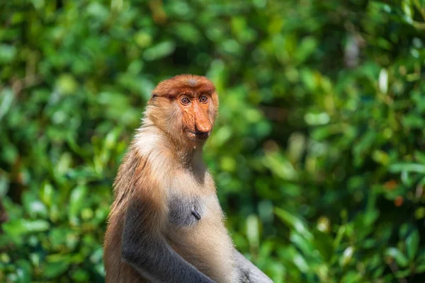 Vadon Élő Proboscis Majom Vagy Nasalis Larvatus Család Borneo Sziget — Stock Fotó