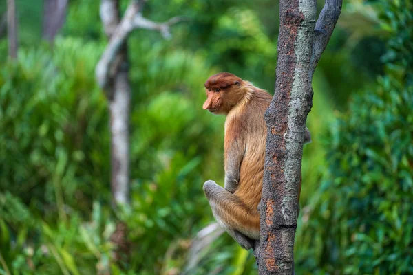 Rodina Divokých Opic Rodu Proboscis Nebo Nasalis Larvatus Deštném Pralese — Stock fotografie