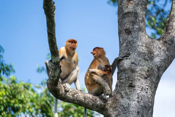 Family Wild Proboscis Monkey Nasalis Larvatus Rainforest Island Borneo Malaysia — Stock Photo, Image