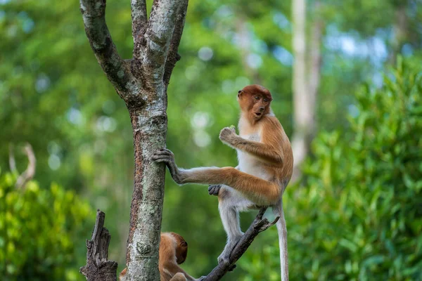 Familia Monos Probóscis Silvestres Larvas Nasalis Selva Tropical Isla Borneo — Foto de Stock