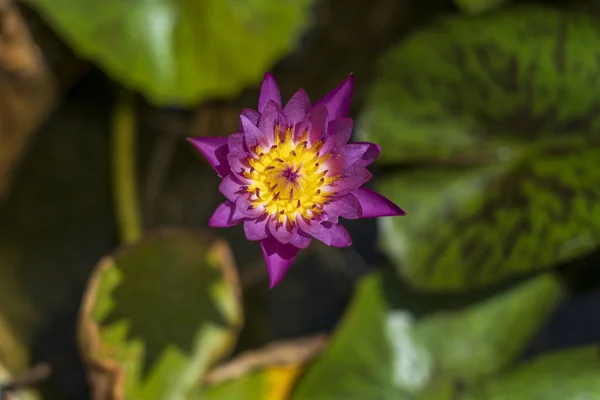 Colorful Water Lily Flowers Water Surface Top View Close Vietnam — Stock Photo, Image