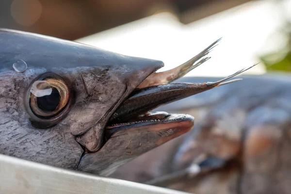 Färsk Fisk Till Salu Gatumarknaden Thailand Koncept För Skaldjur Havsfisk — Stockfoto