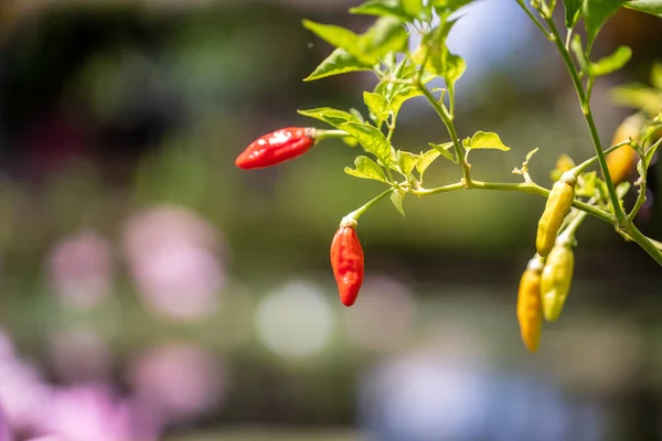 Röd Chili Peppar Trädgården Gård Jordbruk Chili Frukt Växter Från — Stockfoto