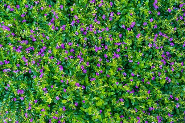 Lindas Flores Roxas Folhas Verdes Jardim Tropical Perto Island Bali — Fotografia de Stock