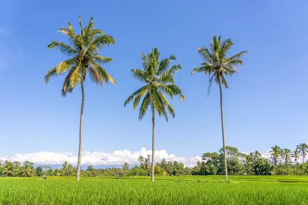 Drei Große Kokospalmen Auf Grünen Reisterrassen Vor Blauem Himmel Sonnigen — Stockfoto