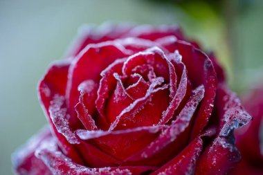 İlk dondaki kırmızı gül çiçeği, yaklaş. Ukrayna 'nın ilk sabah ayazından sonra gül kırağı kapladı.