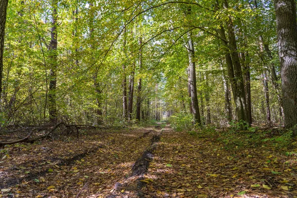 Vista Ángulo Bajo Una Carretera Medio Bosque Otoño Árboles Formando — Foto de Stock