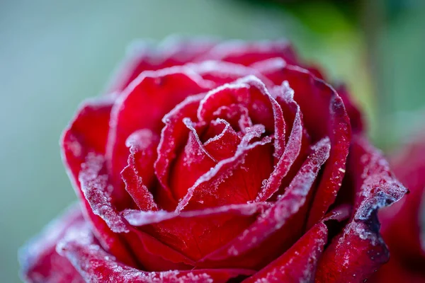 Red rose flower in the first frost, close up. Rose covered with hoarfrost after the first morning frost, Ukraine