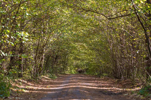 Vista Ángulo Bajo Una Carretera Medio Bosque Otoño Árboles Formando — Foto de Stock