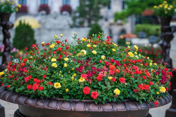 Schöne Rote Rosa Und Gelbe Rosen Einem Steinblumentopf Einem Tropischen — Stockfoto