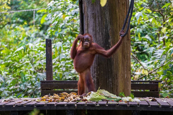 Orangotango Selvagem Floresta Tropical Ilha Bornéu Malásia Perto Macaco Orangotango — Fotografia de Stock