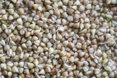 Filizlenmiş ve çok kullanışlı yeşil karabuğday taneleri. Sağlıklı yiyecekler. Taze yeşil karabuğday filizleri arka planda, yakın plan, üst manzara