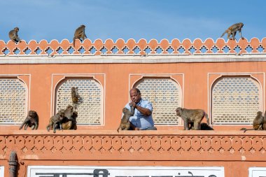 JAIPUR, INDIA - 26 Kasım 2018: Hintli adam duvarın yanındaki aç maymunları besliyor Hawa Mahal, eski şehir Jaipur, Rajasthan 'daki pembe rüzgar sarayı,