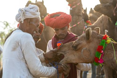 PUSHKAR, INDIA - 14 Kasım 2018: Hindistan 'ın kutsal şehri Pushkar, Rajasthan yakınlarındaki Pushkar Camel Mela sırasında Thar çölünde Hintli erkek ve sürü develeri. Bu fuar dünyanın en büyük deve ticaret fuarı.