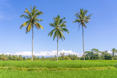 Endonezya 'nın Bali adasındaki Ubud köyü yakınlarında güneşli bir günde yeşil pirinç teraslarında üç büyük hindistan cevizi palmiyesi. Doğa ve seyahat kavramı