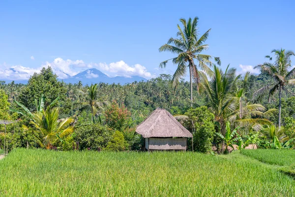 Paysage Avec Rizières Vertes Maison Paille Palmiers Lors Une Journée — Photo