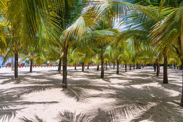Palme Cocco Verdi Sedie Sdraio Sulla Spiaggia Sabbia Bianca Vicino — Foto Stock