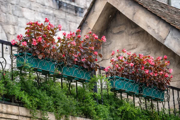 Schöne Rosa Blumen Einem Blumentopf Einem Tropischen Garten Der Stadt — Stockfoto