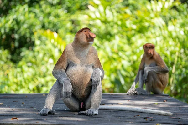 马来西亚婆罗洲热带雨林中的野生Proboscis猴或Nasalis Larvatus的科 大鼻子的神奇猴子 — 图库照片