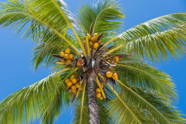 Hindistan cevizi palmiyesi manzarası plajın en tepesinden, Zanzibar adasından, Tanzanya 'dan, Doğu Afrika' dan. Mavi arka planda yeşil palmiye yaprakları ve hindistan cevizleri.