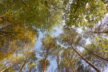 Sonbahar yaprakları yakın planda. Sarı turuncu yeşil yaprakların doğal arkaplanı. Sonbahar yapraklarının sahne arkası. Çok renkli sonbahar yapraklı ağaç. Güneş ışığında rengarenk yeşillikler